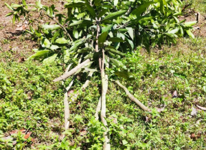 বেগুন ক্ষেতের পর এবার সাত বিঘা জমিতে লাগানো আমবাগানে দূর্বৃত্তের হামলা।