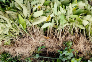 এনসিপির কেন্দ্রীয় মূখ্য সংগঠক নাজমুল হাসান সোহাগের বাবার কৃষি জমির ফসল নষ্ট করেছে দূর্বৃত্তরা। 